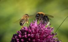 Baumhummel und Honigbiene